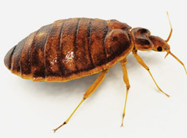 Bed Bugs