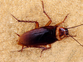 Cockroaches