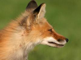 Foxes