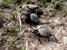Ground Beetles