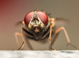 House Fly