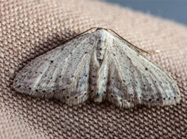 Moths