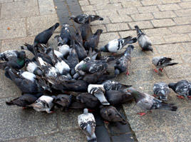 Pigeons