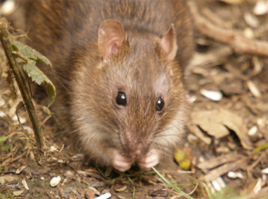 Rats