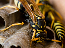 Wasps